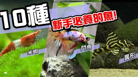 魚缸 魚|10種激推!給新手的魚~養這些!讓你告別養魚殺手~【憩魚水族】